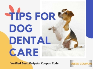 100% working BestLife4pets Coupons Code for March 2021