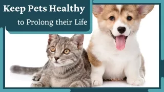 Ensure Care of Pets Healthy
