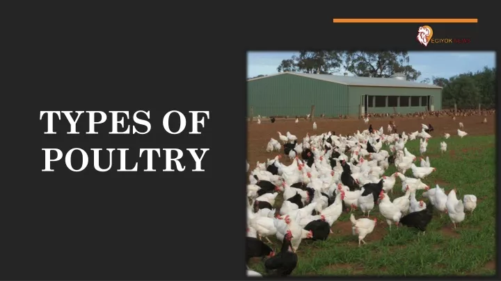 types of poultry