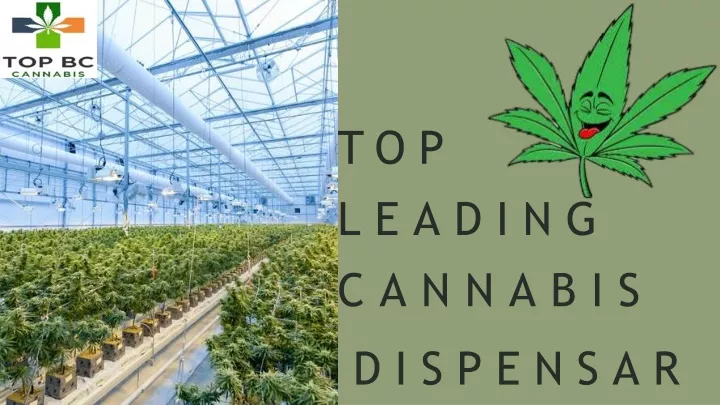 top leading cannabis dispensar