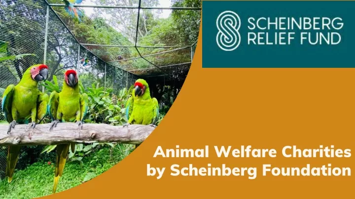animal welfare charities by scheinberg foundation