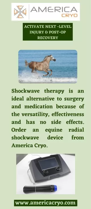 Shockwave Therapy for Horses