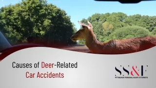causes of deer related car accidents
