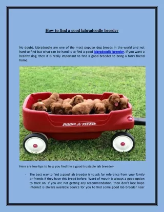 how to find a good labradoodle breeder