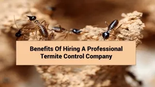 Benefits of hiring a professional termite control company