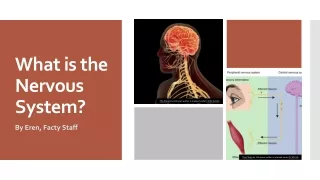 what is the nervous system