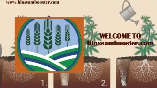 Best Bloom Fertilizer