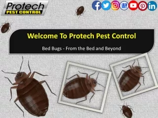 Bed Bugs - From The Bed and Beyond