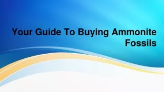 your guide to buying ammonite fossils