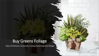 Buy Greens Foliage | Greens Foliage | Mia Flowers