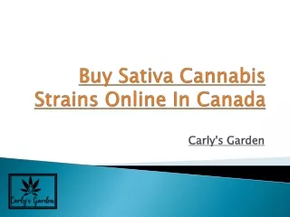 Buy Sativa Cannabis Strains Online In Canada - Carly's Garden