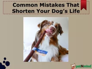 Common Mistakes That Shorten Your Dog’s Life