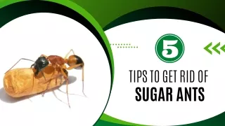 5 Tips to Get Rid of Sugar Ants
