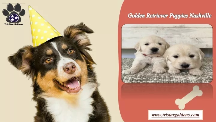 golden retriever puppies nashville