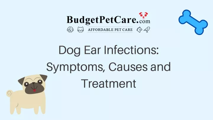 dog ear infections symptoms causes and treatment