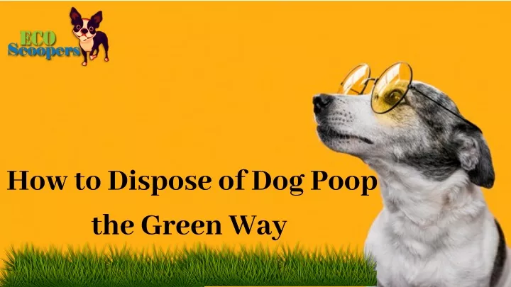 how to dispose of dog poop the green way