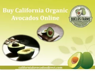 Buy California Organic Avocados Online