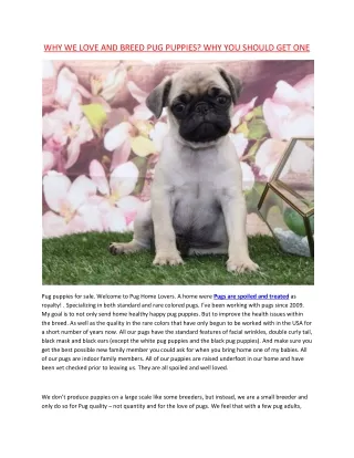 WHY WE LOVE AND BREED PUG PUPPIES? WHY YOU SHOULD GET ONE