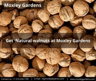 Best California Walnut Company | Get natural Walnuts at Moxley Gardens