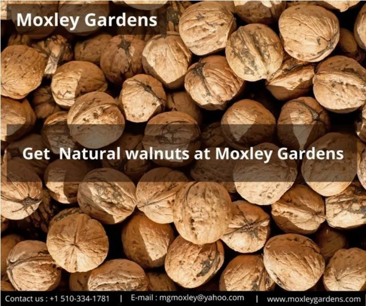 PPT Best California Walnut Company Get natural Walnuts at Moxley