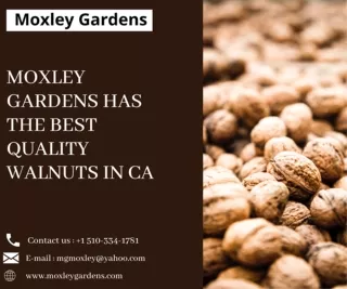 Vina Walnut | Buy natural walnuts online - Moxley Gardens, California