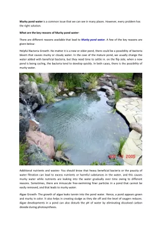Key reasons of Murky pond water and Their Effective Solutions
