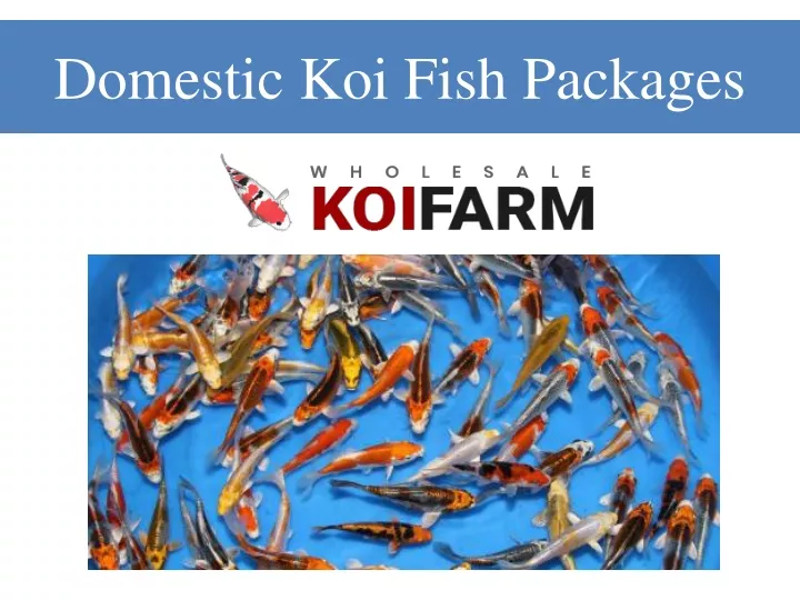 domestic koi fish packages