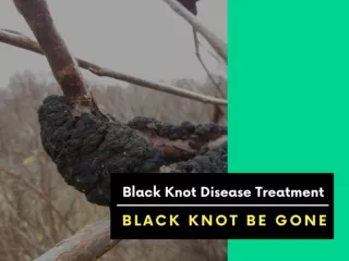 Prevent Black knot disease-Contact Black Knot Be Gone