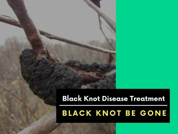 PPT Prevent Black knot diseaseContact Black Knot Be Gone PowerPoint