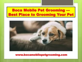 boca mobile pet grooming best place to grooming your pet