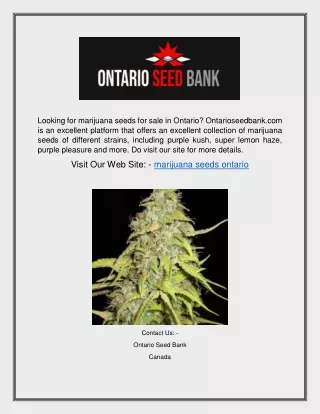 Marijuana Seeds Ontario | Ontarioseedbank.com