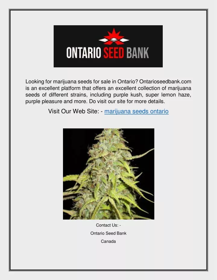 looking for marijuana seeds for sale in ontario