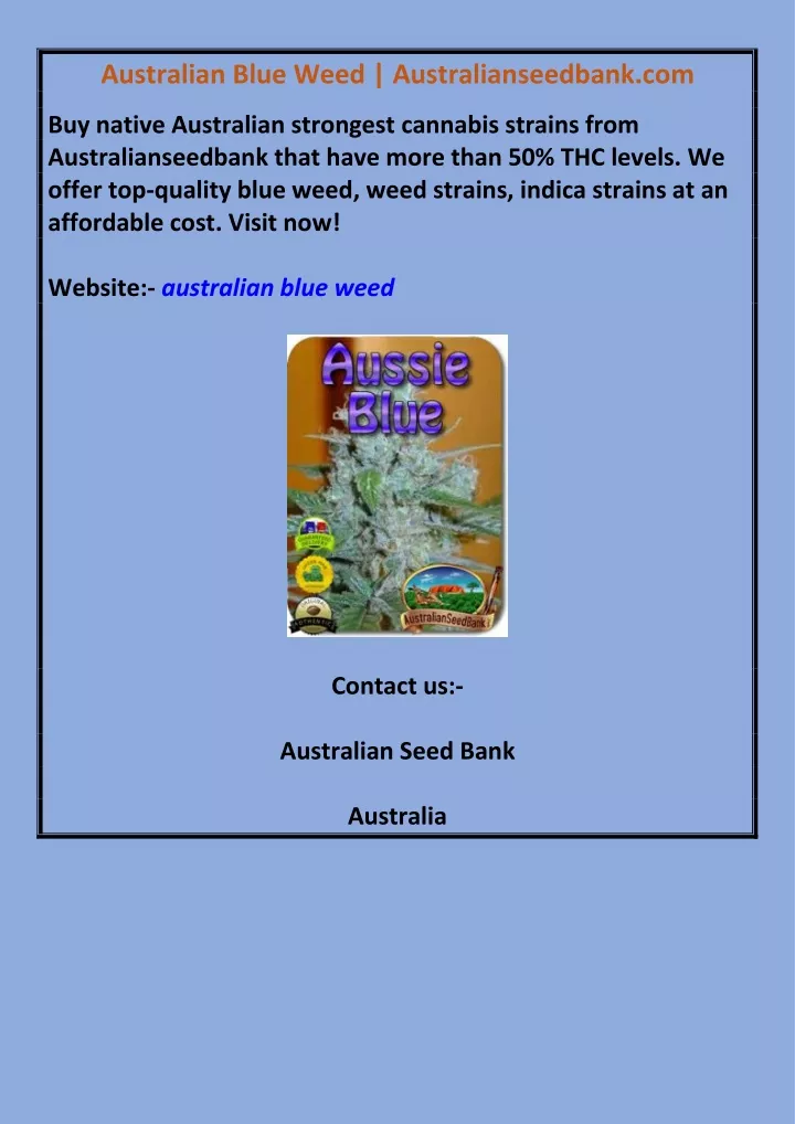 australian blue weed australianseedbank com