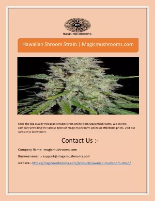 hawaiian shroom strain magicmushrooms com