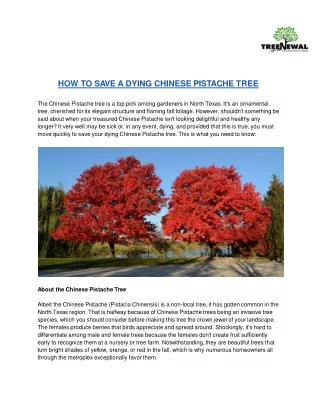h ow to save a dying chinese pistache tree