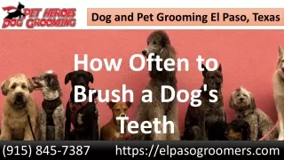 How Often to Brush a Dog's Teeth