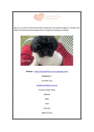 Cavalier Puppies Sydney | Cavoodlelove.com.au