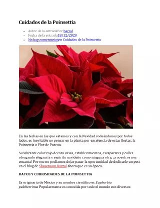 cuidados de la poinsettia