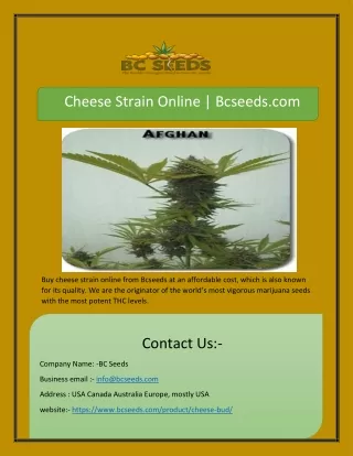 cheese strain online bcseeds com