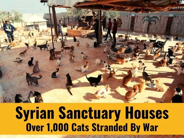 syrian sanctuary houses over 1 000 cats stranded