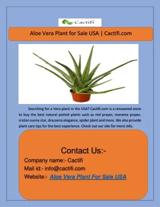 Aloe Vera Plant for Sale USA | Cactifi.com