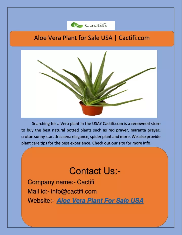 aloe vera plant for sale usa cactifi com