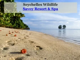 Seychelles Wildlife - Savoy Resort & Spa