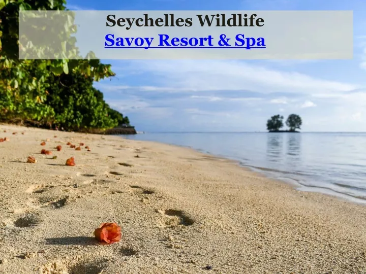 seychelles wildlife savoy resort spa