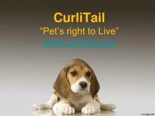 curlitail pet s right to live www curlitail com