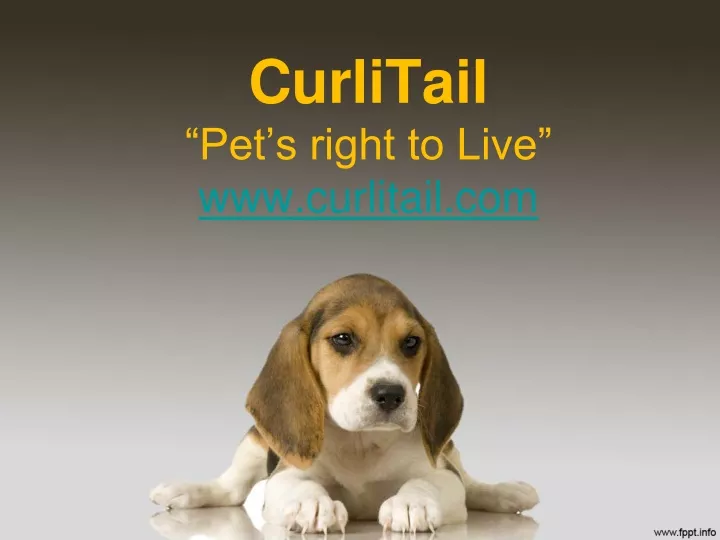 curlitail pet s right to live www curlitail com