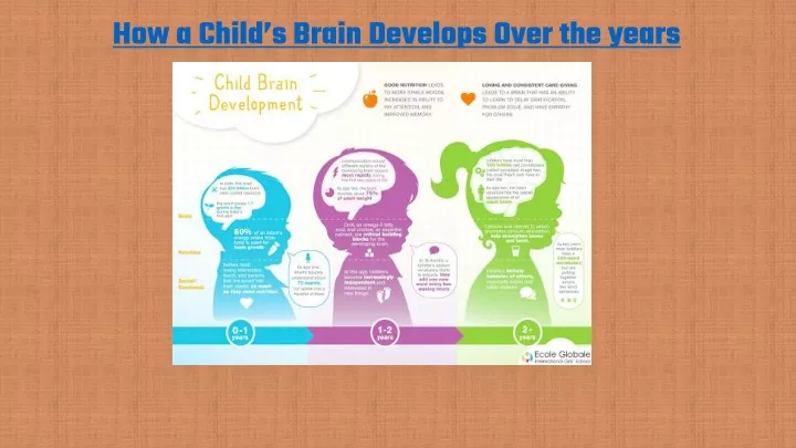 how a child s brain develops over the years