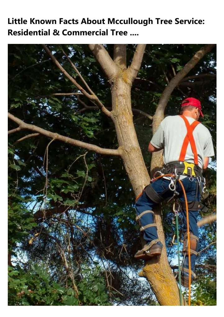 little known facts about mccullough tree service