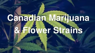 Canadian Marijuana & Flower Strains