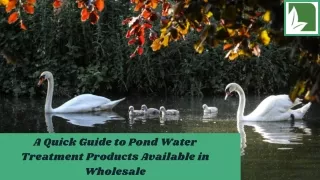 A Quick Guide to Pond Water Treatment Products Available in Wholesale